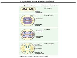 We did not find results for: Cell Cycle Cell Growth And Division Animal Cell