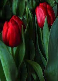 اجمل انواع الازهار