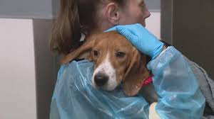 25 beagles rescued from Wisconsin facility arrive at PAWS Chicago