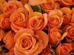 Babe Spray Rose Roses Flowers By Category Spray Roses Rose Flowers