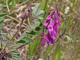 Image result for Hedysarum