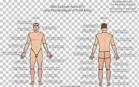 acne human body torso chart human leg png clipart abdomen