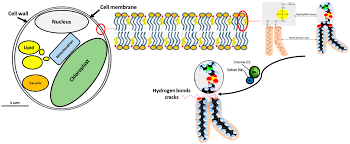 Yayasan cn di ci / tebar di kp. Molecules Free Full Text Kinetics Study Of Microwave Assisted Brine Extraction Of Lipid From The Microalgae Nannochloropsis Sp Html