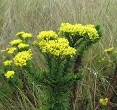 Image result for Athrixia phylicoides