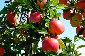 Fruit trees are great nitrogen feeders and is the pruning your fruit trees: Guerrilla Grafters Secretly Graft Fruit Bearing Branches Onto San Francisco Trees