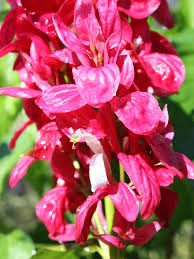 Image result for Erythrococca zambesiaca