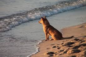 Free Image On Pixabay Dog Beach Sand Water Ocean Sea Dog Friendly Beach Dog Friends Dog Friendly Holidays