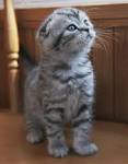 Scottish Fold Short Hair Kittens for Sale in Westchester, NY