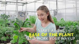 You Tube Video How To Harvest Kale Google Search Harvesting Kale Harvest Kale