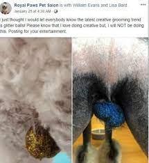 A finding of abnormal size is enough to urge your veterinarian to conduct further tests in order to differentiate testicular degeneration from hypoplasia. Someone Started The Trend Of Putting Glitter On Dogs Testicles We D Really Like To Know Why