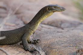 Big Lap Australia 2012 2013 May 12 Australian Animals Animals Reptiles And Amphibians