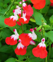 Blackcurrant Sage Salvia Microphylla Hot Lips Edible Leaves For Tea Dream Garden Ornamental Plants Plants