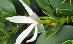 Image result for Rhigozum brevispinosum