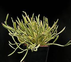 Image result for Monadenium filiforme