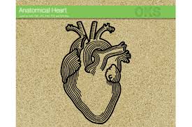 We would like to show you a description here but the site won't allow us. Anatomical Heart Svg Vector Dxf Cricut Clipart By Crafteroks Thehungryjpeg Com