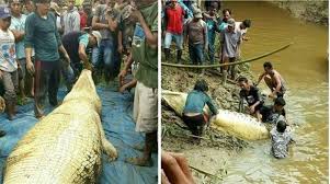 Kuanfatu / kepala desa sangiang jaya kec. Temukan Buaya Mati Di Sungai Warga Terkejut Saat Bedah Perutnya Dan Lihat Potongan Tubuh Tki Asal Ntt Yang Hilang