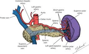 It is located in the left upper quadrant (hypochondrium) of the abdomen, just under the left ribcage. Anatomy And Physiology Of The Spleen Sciencedirect