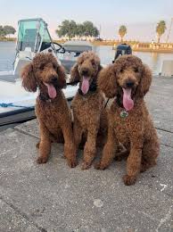 See puppy pictures, health information and reviews. Fiona S Red Standard Poodle Puppies Home Facebook