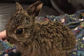 نتیجه جستجوی لغت [hare] در گوگل