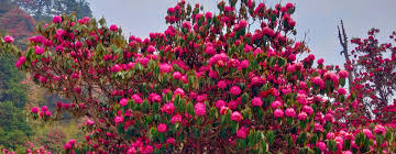Rhododendron