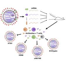 With any vaccine, though, the goal is the same: A Multi Targeting Nucleoside Modified Mrna Influenza Virus Vaccine Provides Broad Protection In Mice Molecular Therapy