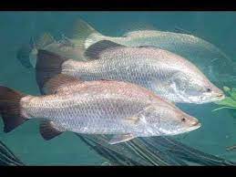 Ikan kakap putih (lates calcalifer, bloch) merupakan nilai ekonomis penting di negara tropis dan di indonesia pembenihan kakap putih telah berhasil dilakukan sejak bulan april tahun 1987 dan pada tingkat pemberian pakan kemudian dikurangi 1% dari berat total ikan selama musim pemijahan. Bulan Musim Ikan Kakap Putih Biasanya Ikan Kakap Putih Beruaya Ke Area Pemijahan Pada Akhir Musim Panas Dan Musim Pemijahan Terjadi Apa Awal Musim Penghujan Tonyhindhaugh
