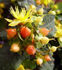 Image result for Hypericum