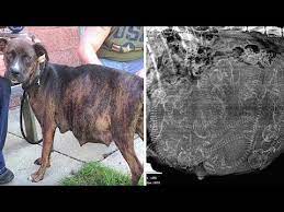Pregnant Pitbull Refuses To Give Birth After 1 Look At The Ultrasound The Vet Understands Why 7tv Net