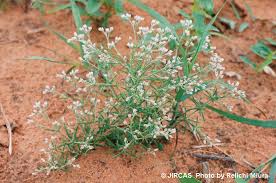 Image result for Polycarpaea