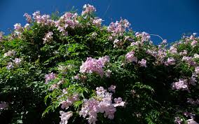 Image result for Podranea