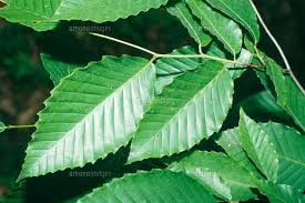 アメリカブナの葉 01808019727 の写真素材 イラスト素材 アマナイメージズ