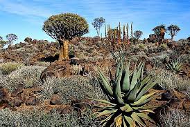 Namibian Plant Life South African Flowers Desert Plants Plants