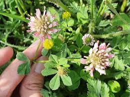 Image result for Trifolium isthmocarpum