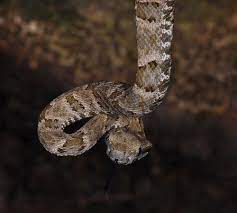 A Young Lancehead Bothrops Atrox Snake Reptiles Animals
