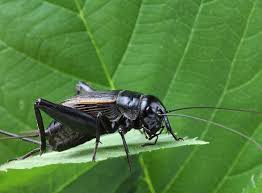 Set out bowls of soapy water. Crickets How To Get Rid Of Crickets Raid Bug Basics