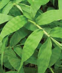 Image result for Oplismenus compositus