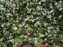 Maybe you would like to learn more about one of these? Confederate Jasmine Austin Native Landscaping