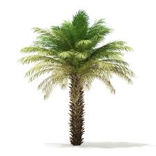 Check spelling or type a new query. Date Palm Tree 3d Model 5m