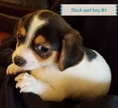 Black And Tan Chiweenie For Sale Litter Of 5 Chihuahua Chiweenie Mix Puppies For Sale In Olive Hill Ky Adn 56837 On Puppyfinder Com Gender Male Puppies For Sale Chiweenie Puppies Chiweenie