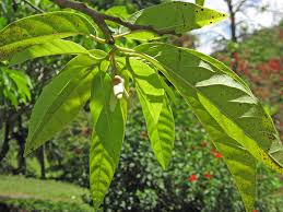 Image result for Annona reticulata