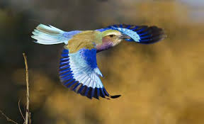 Image result for Sphedamnocarpus angolensis