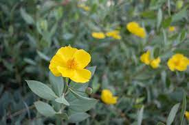 Or considering adding flowers in between plants for some color and pest there are two big shifts in southern californian gardening: The Plant Guide For Our Southern California Low Water Front Yard Garden The Gold Hive