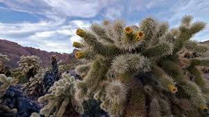 Casa grande on wn network delivers the latest videos and editable pages for news & events, including entertainment, music, sports, science and more, sign up the casa grande (portuguese and spanish: Jumping Cholla Stock Video Footage Royalty Free Jumping Cholla Videos Pond5