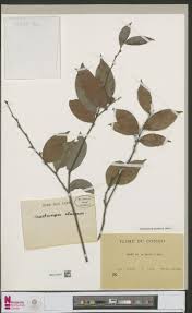 Image result for Chaetocarpus africanus