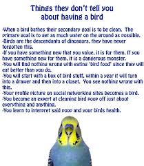 Bird Doesn T Care About Being Eaten Things They Don T Tell You About Having A Bird Parrot Funny Parrots Budgies Bird