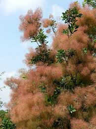 Peruckenstrauch Cotinus Coggygria Hauenstein Ag