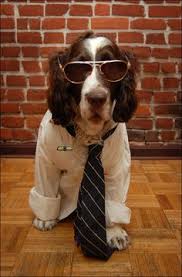 Check spelling or type a new query. 51 Djur Och Glasogon Ideas Perfect Photo Dogs Cute Animals