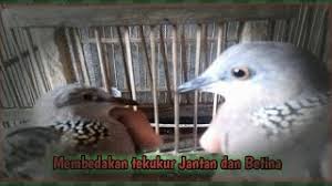 Burung pleci biasanya dijual dalam jumlah besar hingga butuh ketelitian ekstra untuk mengamati bagian paruh. Cara Membedakan Tekukur Jantan Dan Betina Akurat Youtube