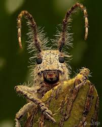 Image result for Macrotyloma ellipticum