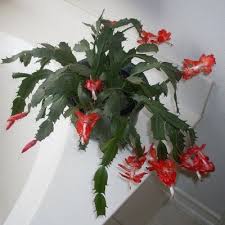 This particular genus of cactus is native to the southeast mountains of brazil, and the key to helping it thrive boils down to making sure it doesn't get too homesick for its natural habitat. Christmas Cactus Problems Tips For Reviving A Limp Christmas Cactus Christmas Cactus Plant Christmas Cactus Care Christmas Cactus